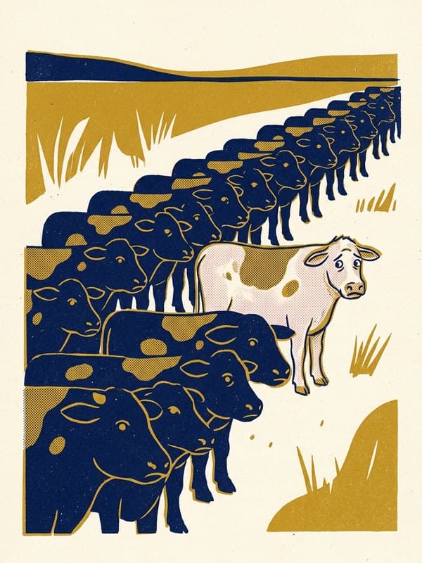 Riso drawing: a herd of dark cattle and one pale cow